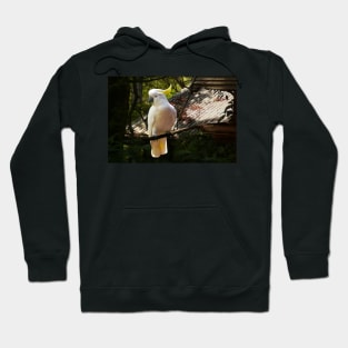 Sulphur Crested Cockatoo, Warburton Hoodie